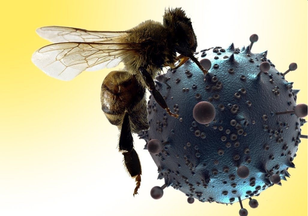 درمان سرطان با زهر زنبور عسل